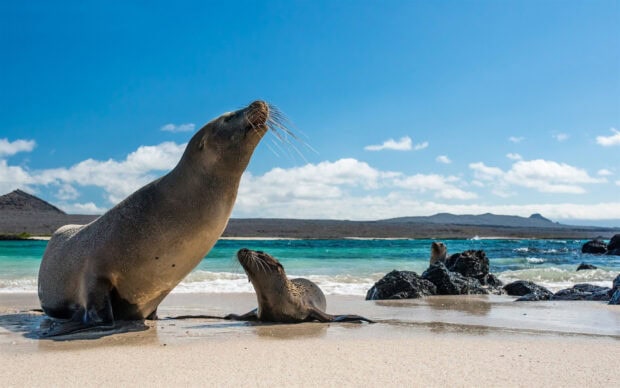 A sea lion and its pup resting on the sandy beach near turquoise water under a clear blue sky