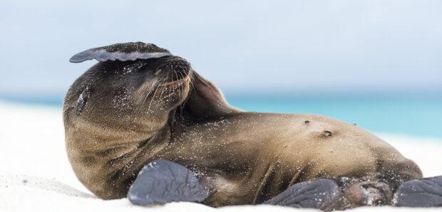 A sea lion resting on the sandy beach with its flipper raised near the ocean shore