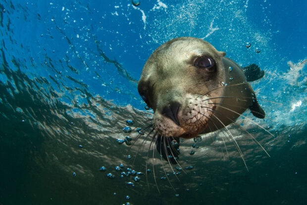 A curious sea lion swimming underwater surrounded by bubbles in clear blue water