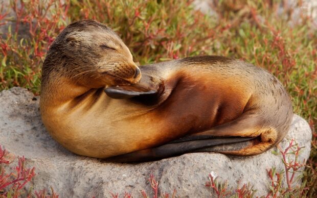 A sleeping sea lion resting peacefully on a rock surrounded by coastal vegetation