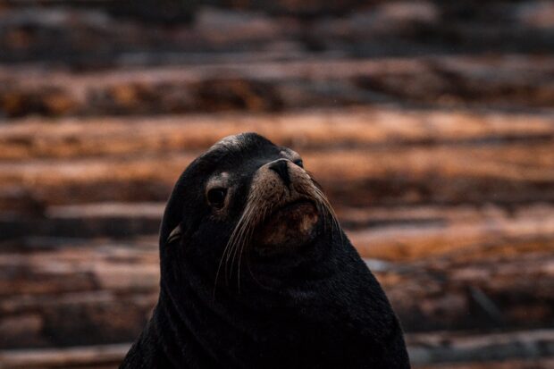 Close up of a sea lion looking around on the rocky shore