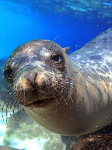 Close up of a sea lion swimming underwater with clear blue sea in the background