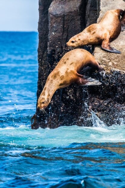 A sea lion diving from rocky coast into the ocean water on a sunny day