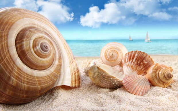 A variety of sea shell arranged on sandy beach with ocean and sailboats in the background