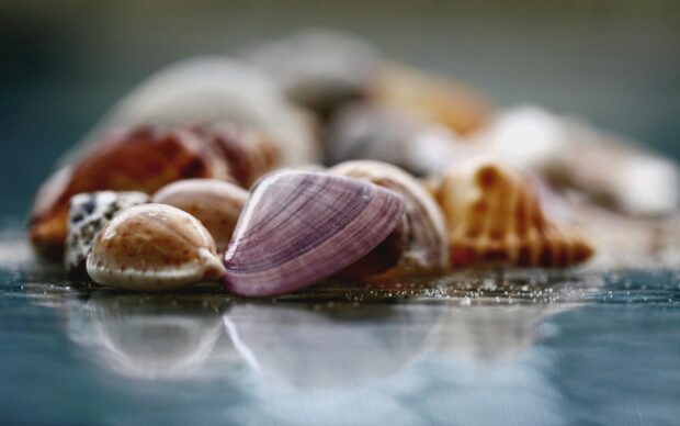 Close up of sea shell collection on reflective surface with soft background blur