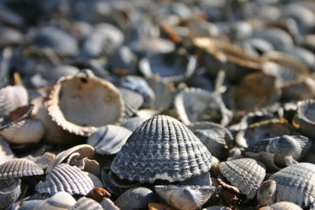 A close up of various sea shells resting on the shore with natural light highlighting their textures