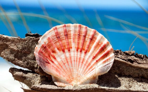 A colorful sea shell resting on sandy driftwood near the ocean shore
