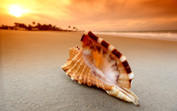 A detailed sea shell resting on sandy beach during sunset with blurred palm trees in the background