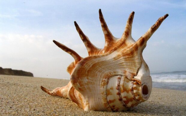 A large sea shell lying on sandy beach with ocean waves in the background