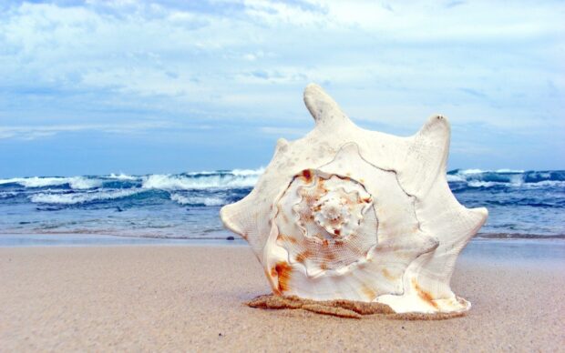 A large sea shell on sandy beach near ocean waves under cloudy sky