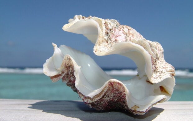 A close up of a sea shell on a wooden surface with the ocean in the background