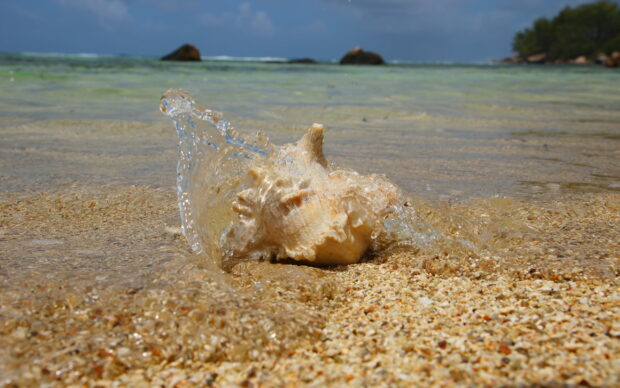 A sea shell resting on the sandy shore with clear waves splashing around it