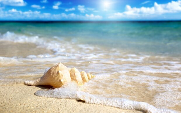 A sea shell resting on the sandy shore with ocean waves gently washing around it