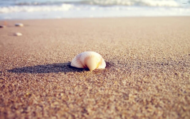 A single sea shell resting on sandy beach close to the shore at sunset