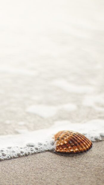 A sea shell resting on wet sand with gentle ocean foam nearby