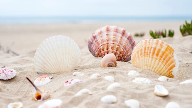 Various sea shell shapes and colors arranged on sandy beach with ocean view