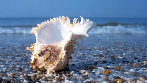 A detailed sea shell resting on pebbles with ocean waves in the background