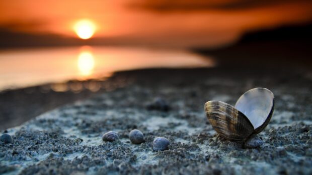A close up of sea shell on rocky surface during sunset with sea shell visible