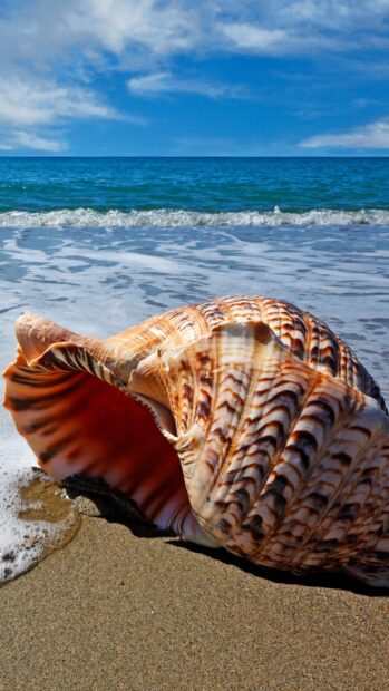 A large sea shell resting on the sandy beach near the ocean waves under a blue sky