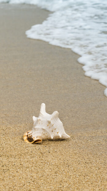 A single sea shell resting on sandy beach near gentle ocean waves