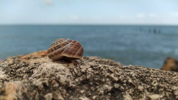 A close up of sea shell on rocky surface with sea in the background