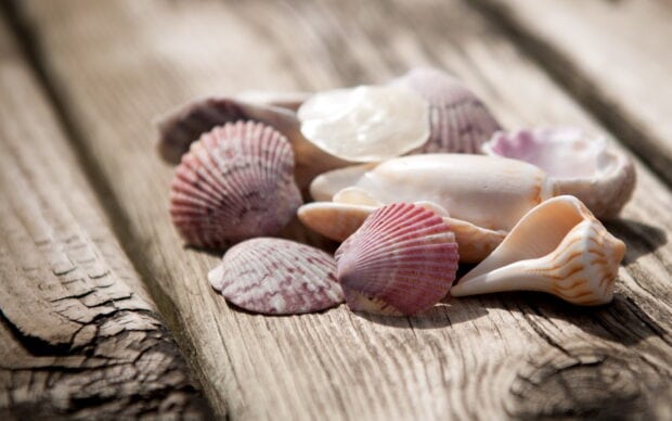 A collection of sea shell arranged on wooden surface showing natural textures and colors