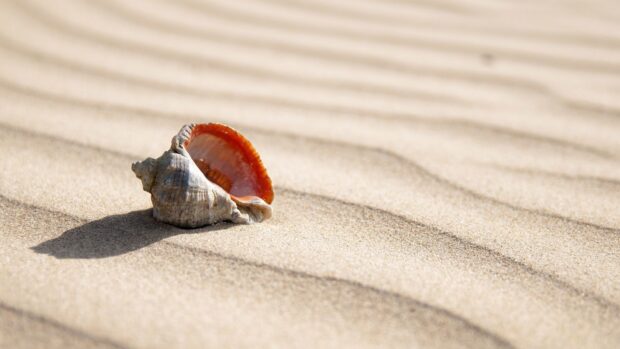 A detailed sea shell resting on rippled sand in bright sunlight