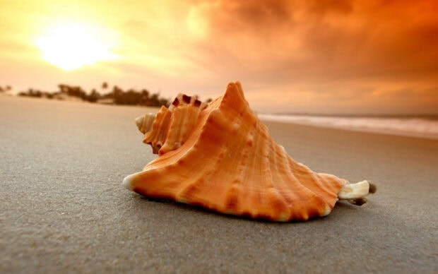 A detailed sea shell resting on smooth sand with a vibrant sunset sky in the background