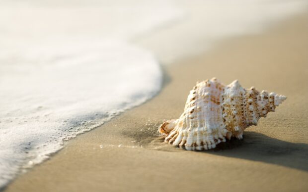 A sea shell resting on wet sand near the ocean wave on the beach