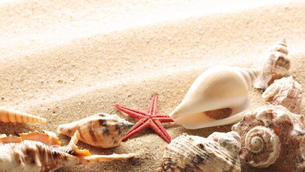 A collection of sea shell and starfish resting on sandy beach with detailed textures