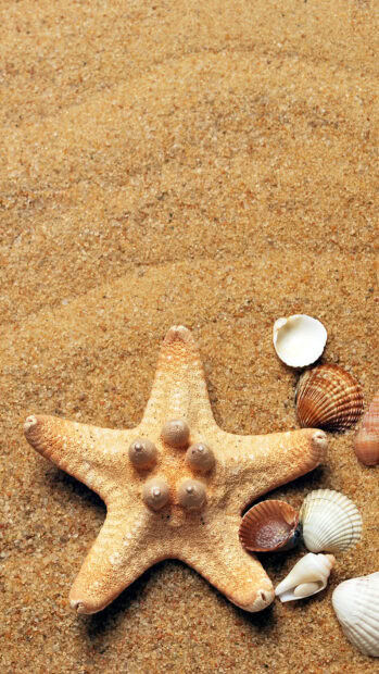 A starfish surrounded by sea shells on sandy beach with natural textures