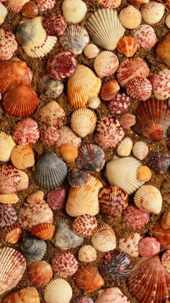 Various colorful sea shell patterns on sandy surface with natural textures