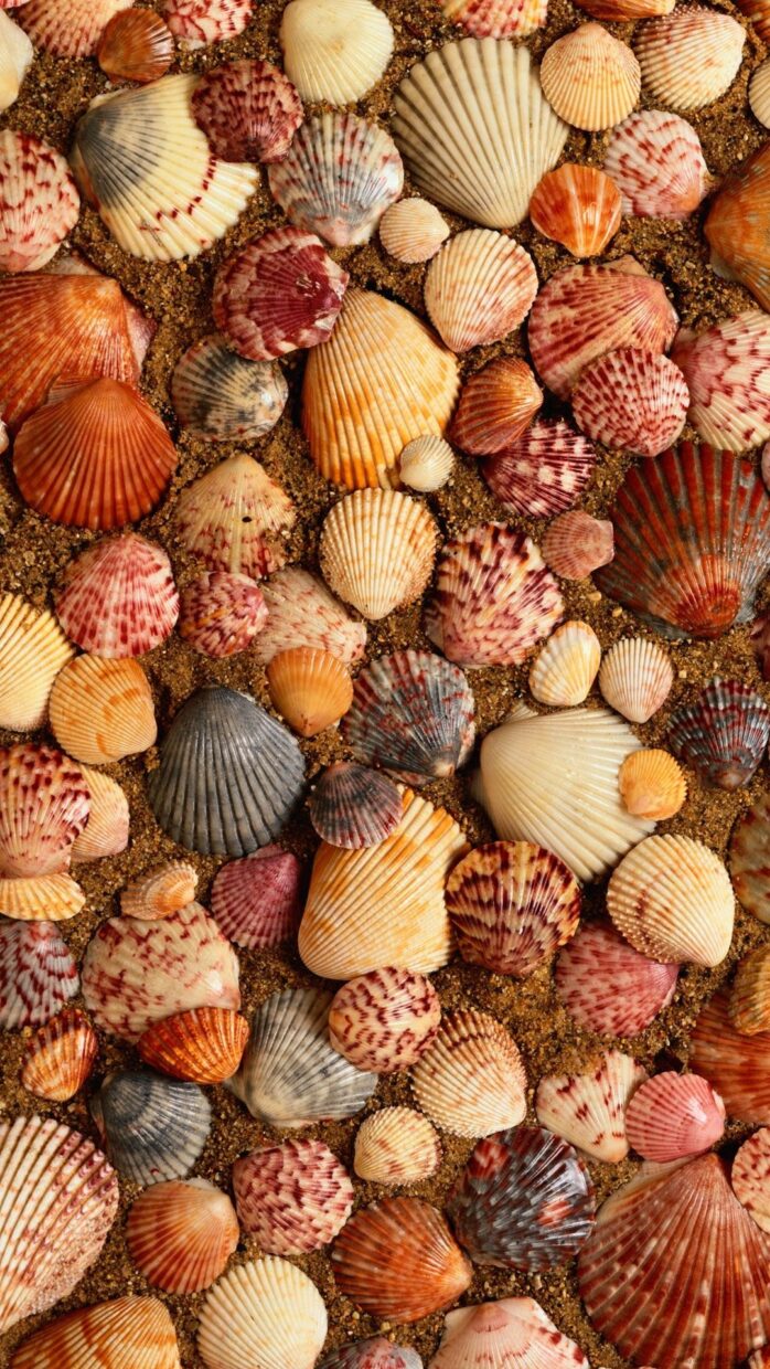 Sea Shell Wallpaper - PixelsTalk
