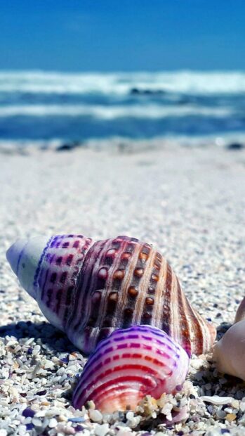 A close up of colorful sea shell on sandy beach with sea shell details