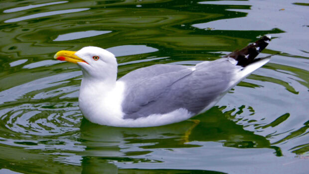 A seagull floating peacefully on green water in natural surroundings