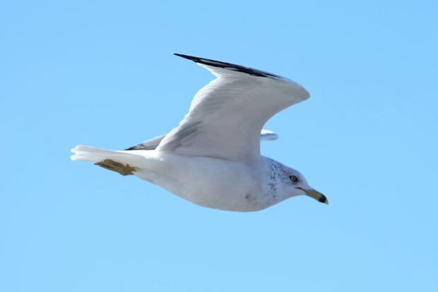 A seagull gliding smoothly in the clear blue sky with wings fully spread