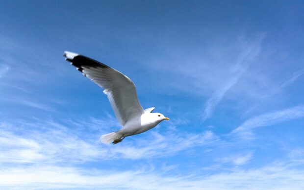 A seagull soaring high in a clear blue sky with wispy clouds visible