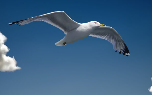A seagull soaring high in the clear blue sky with wings fully spread