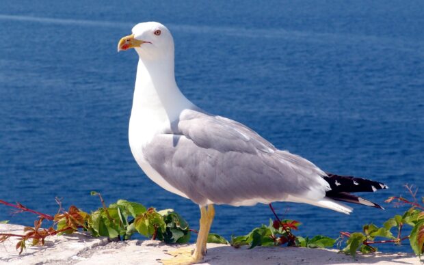 A seagull standing on a stone edge near green plants by the ocean water