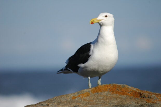 A seagull standing on an orange covered rock with the ocean in the background
