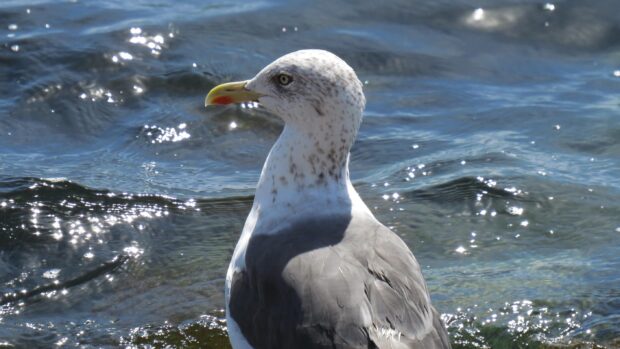 A close up of a seagull standing by the sparkling ocean water with detailed feathers visible
