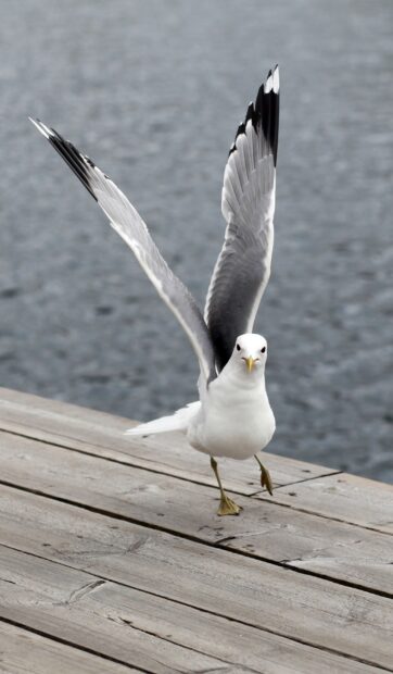 A seagull spreading its wings while standing on a wooden pier near the water