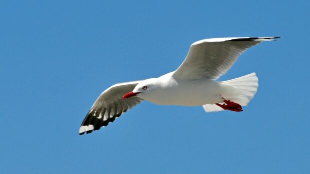 A seagull flying high under a clear blue sky in bright daylight