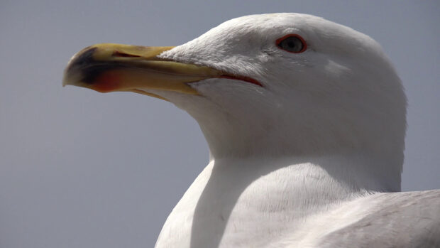 Close up of seagull head showing detailed feathers and eye