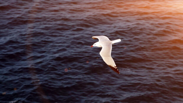 A seagull flying over calm ocean waters during a warm sunset