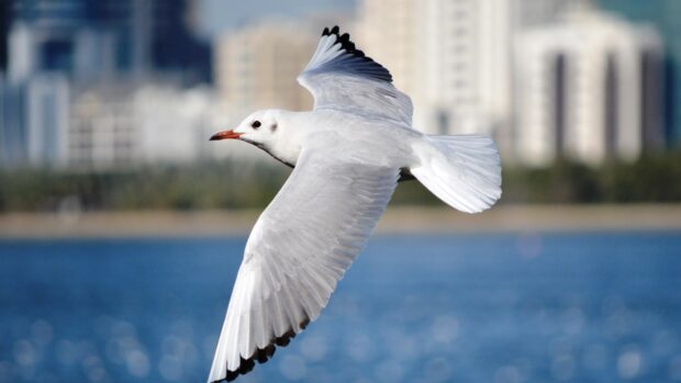 A seagull flying over the sea with a blurred cityscape in the background