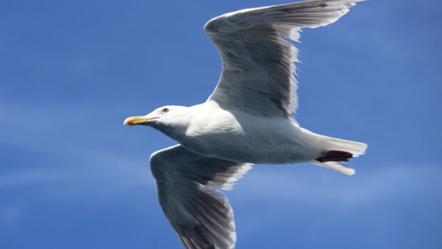 A seagull flying with wings spread wide against a clear blue sky