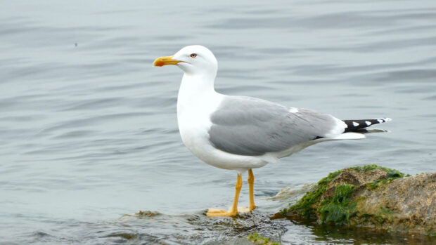 A seagull standing on a rock by the water with yellow legs and a gray body