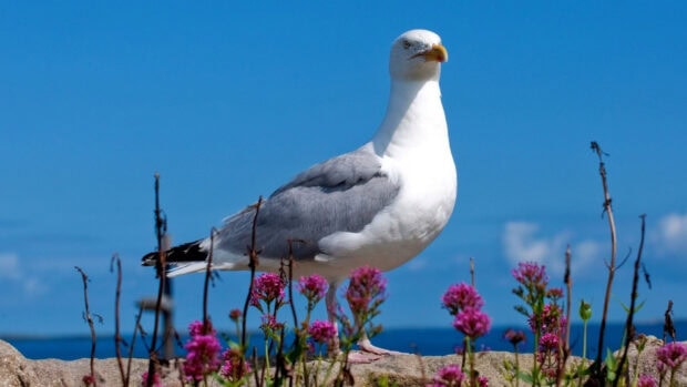 A seagull standing on a rock with pink flowers under a clear blue sky
