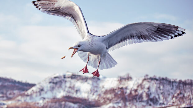 A seagull catching food while flying over a snowy mountain landscape